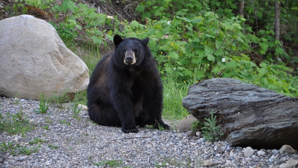 Meet the Neighbours | Clearwater Springs Ranch