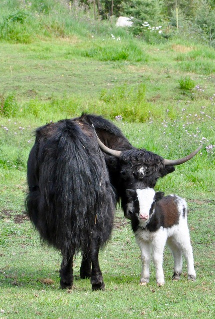Yak Cow & Calf pair