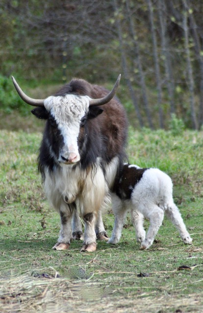 Yak cow nursing her calf